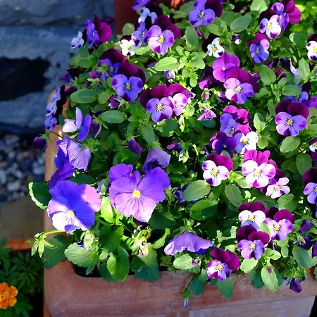 Altes Forsthaus Schotten