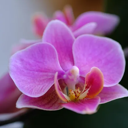 Altes Forsthaus Apartmán *